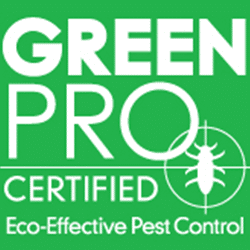 wasp nest removal specialists